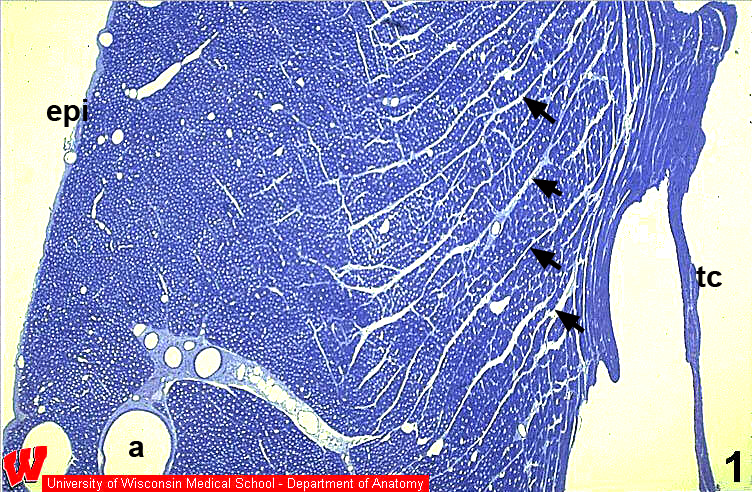 Cv05o
