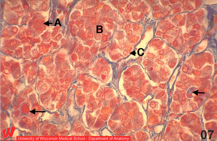 Endocrine07o