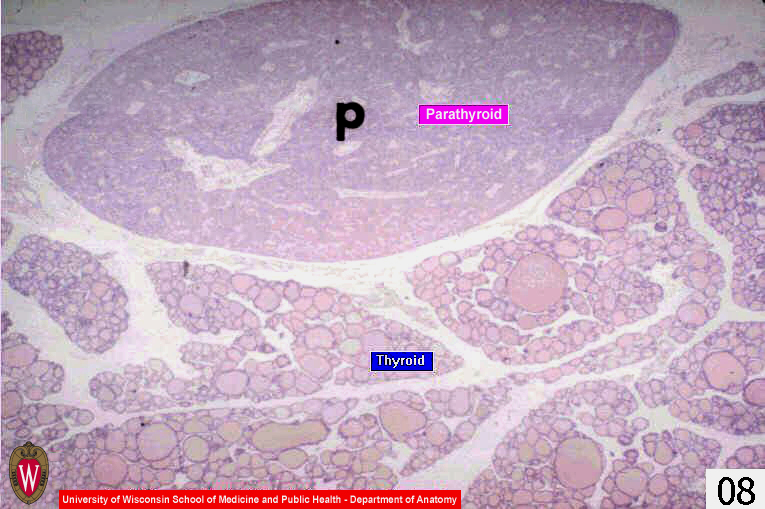 Endocrine08l