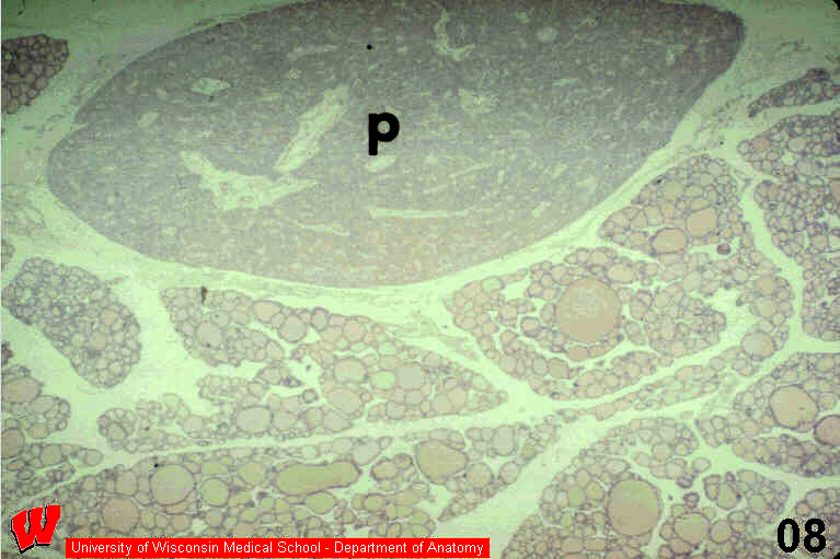 Endocrine08o