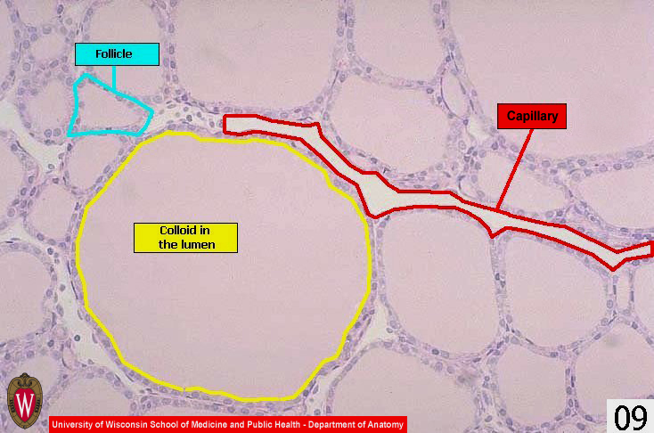 Endocrine09l