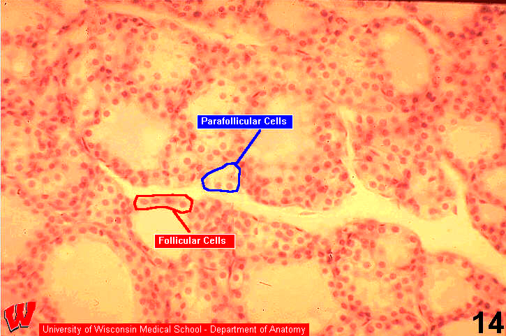 Endocrine12l