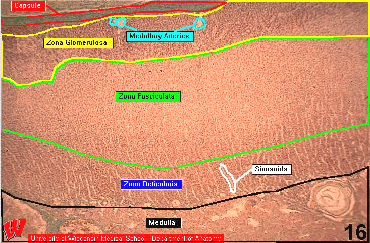 Endocrine14l