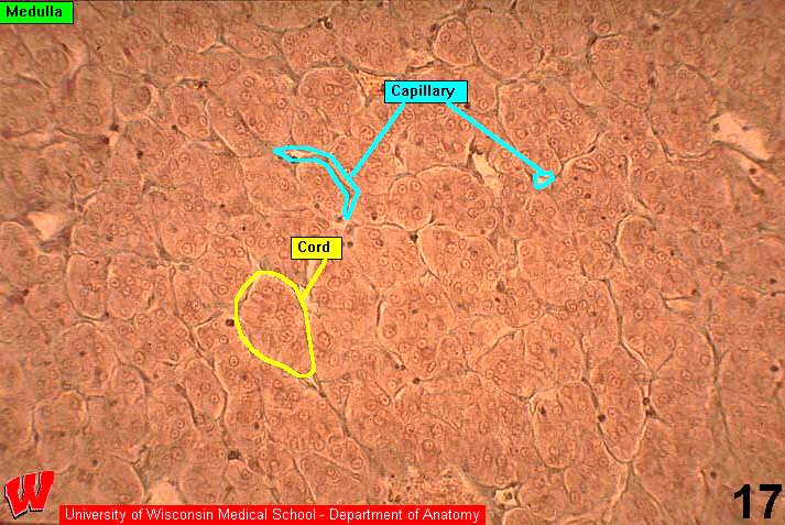 Endocrine15l