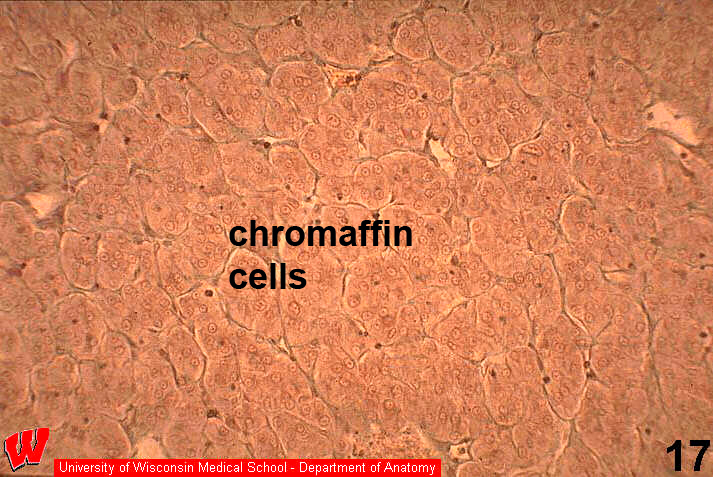 Endocrine15o