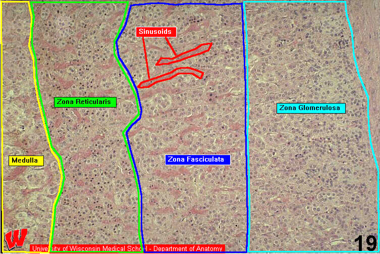 Endocrine17l