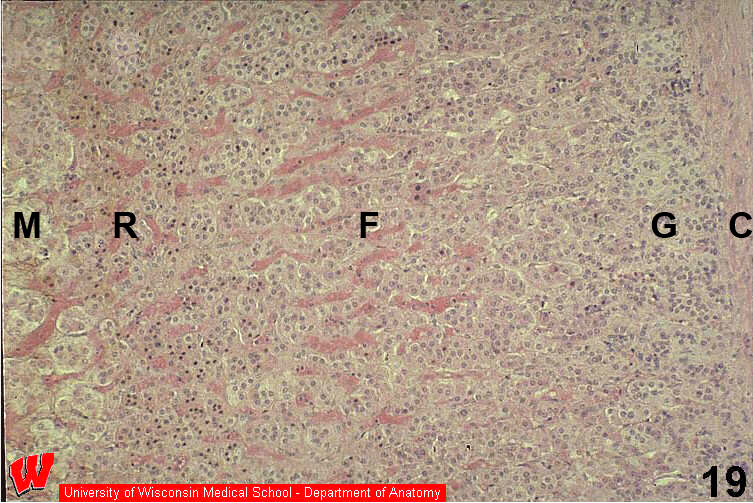 Endocrine17o