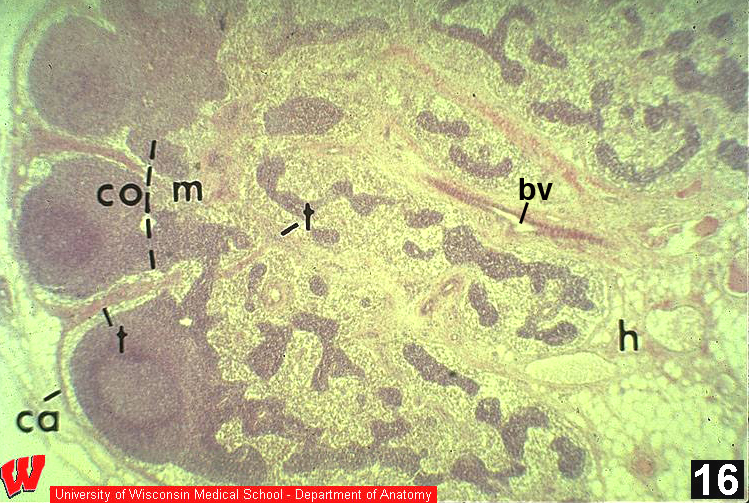 Immune14o