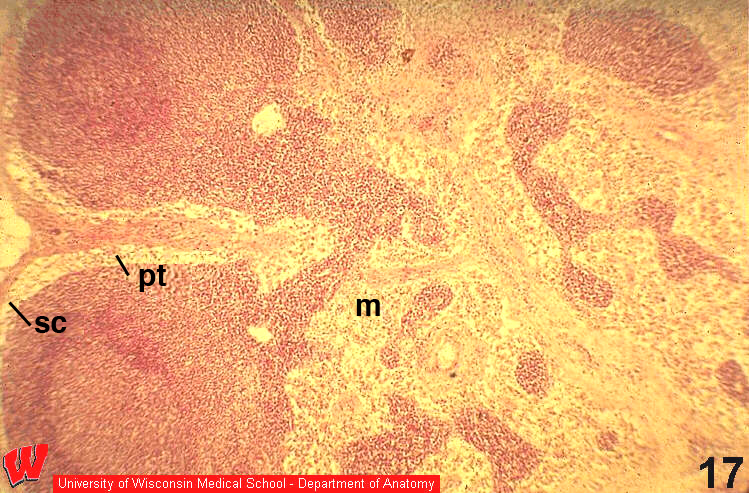 Immune15o