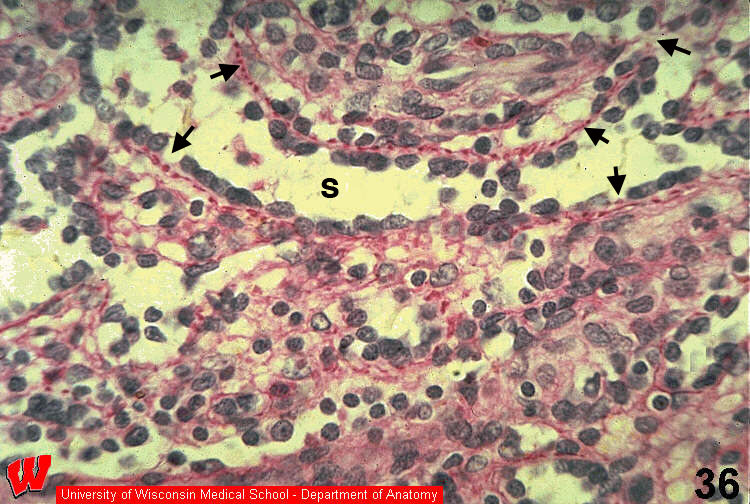 Immune27o