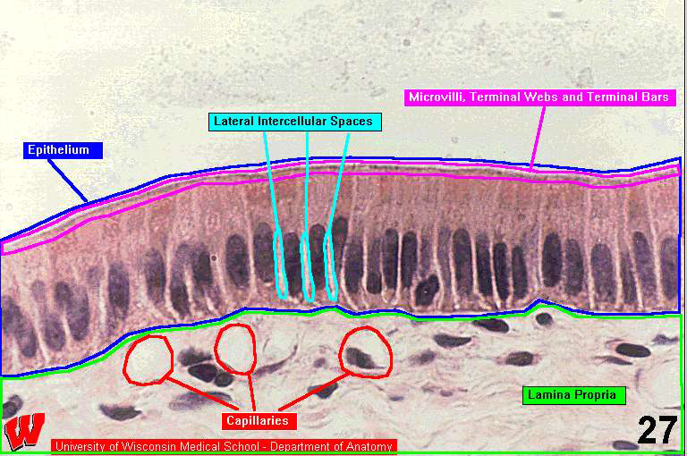 Liver24l