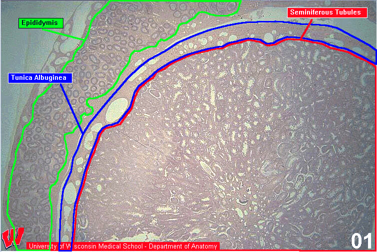 Male01l