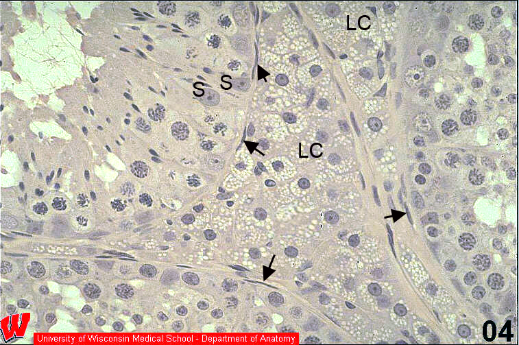 Male04o