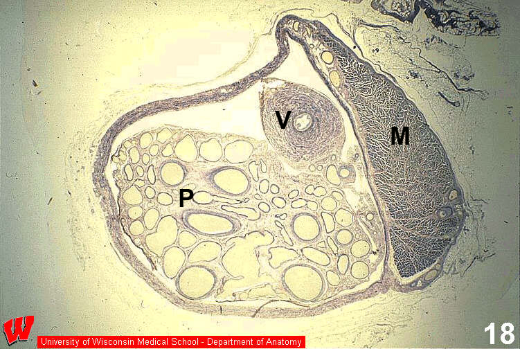 Male07o