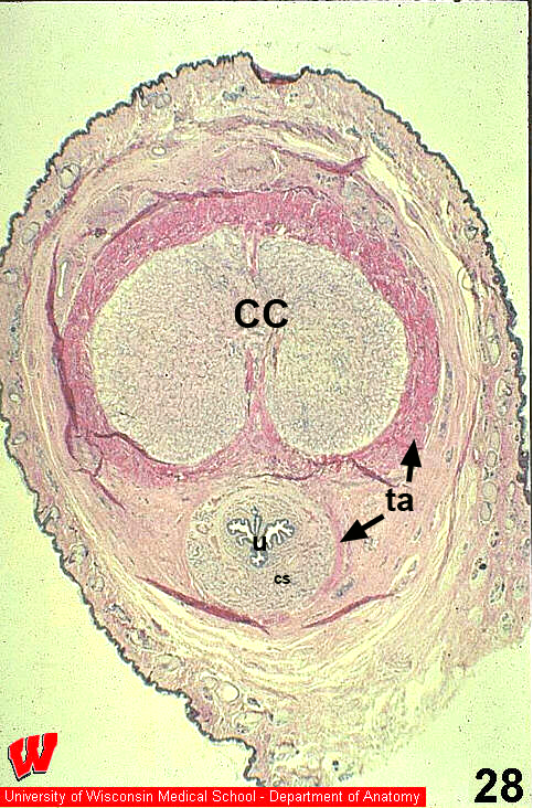 Male14o